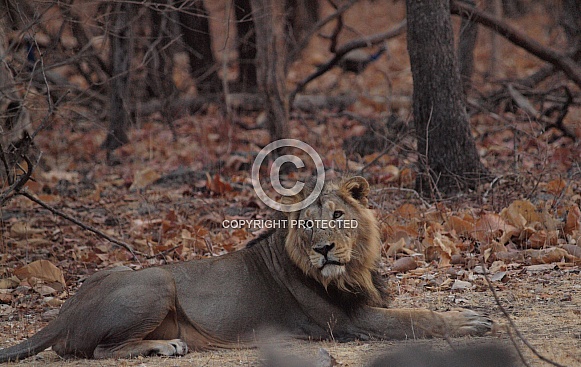 Asiatic lion Asiatic lion