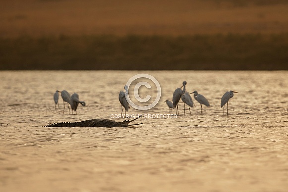 Indian gavial in the nature habitat