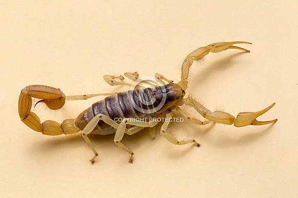 Desert Giant Harry Scorpion