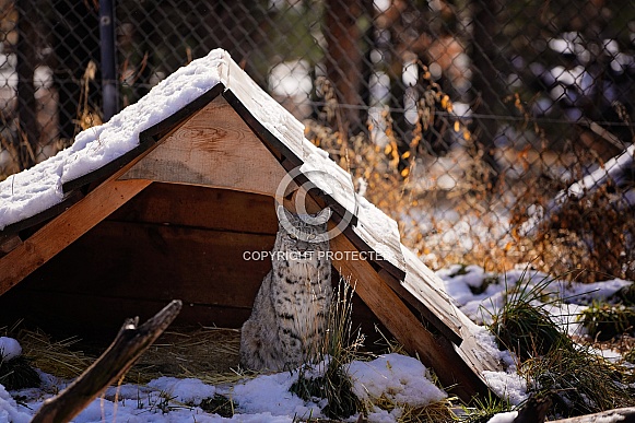 Bobcat in Snow