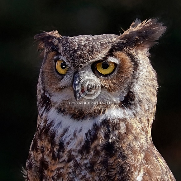 Great Horned Owl