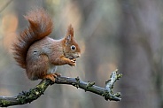 squirrel on the ground in the forest.