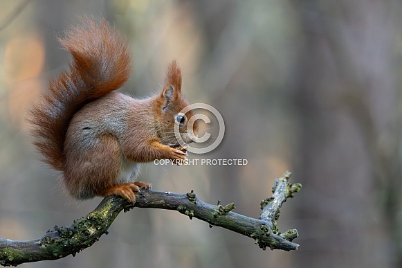 squirrel on the ground in the forest.