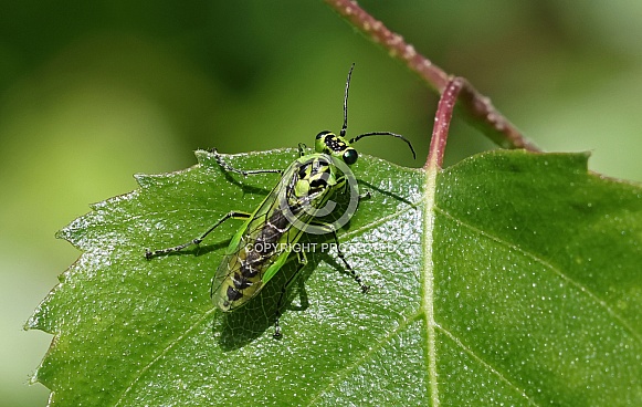 Green Sawfly