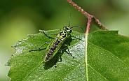 Green Sawfly