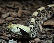 Gaboon Viper Snake