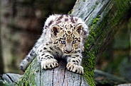 Cute snow leopard cub on log