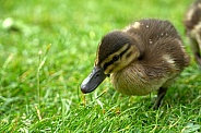 Mallard Duckling