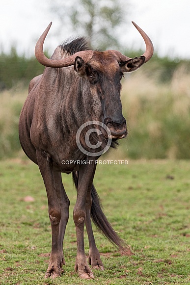 Wildebeest Full Body Standing Alert