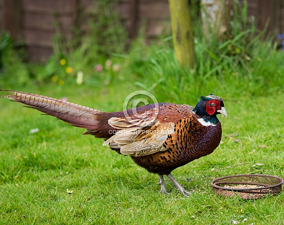 Pheasant