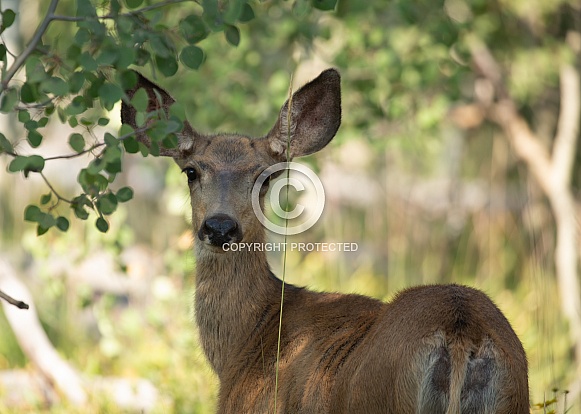 Mule deer doe Mule deer doe