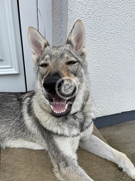 Czechoslovakian Wolfdog