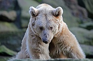 Syrian brown bear (Ursus arctos syriacus)