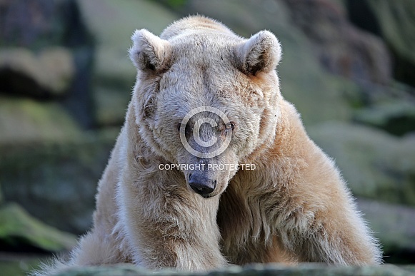 Syrian brown bear (Ursus arctos syriacus)