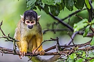 Squirrel monkey on tree