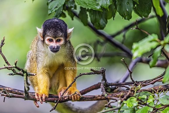 Squirrel monkey on tree