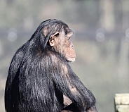 Chimpanzee