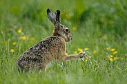 Hare