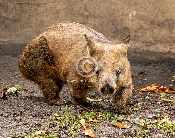 Adorable wombat marsupial