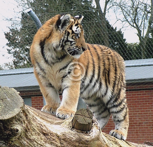 Tiger Cub