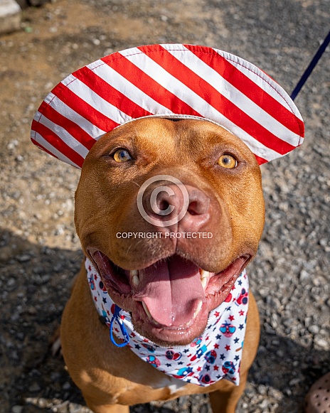 Red XL bully dog wearing a hat Red XL bully dog wearing a hat