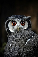 Northern White-Faced Owl