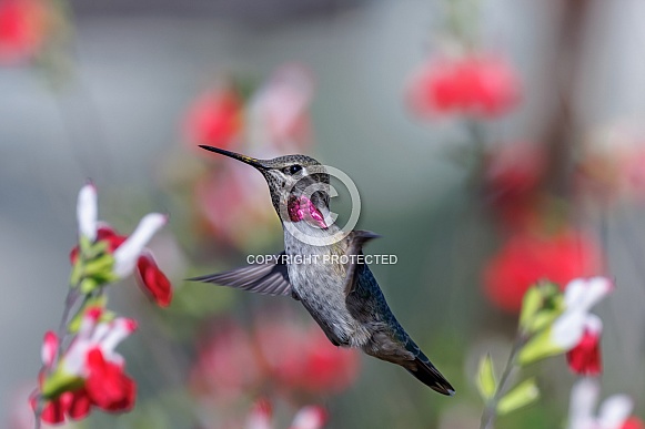 Anna Hummingbird
