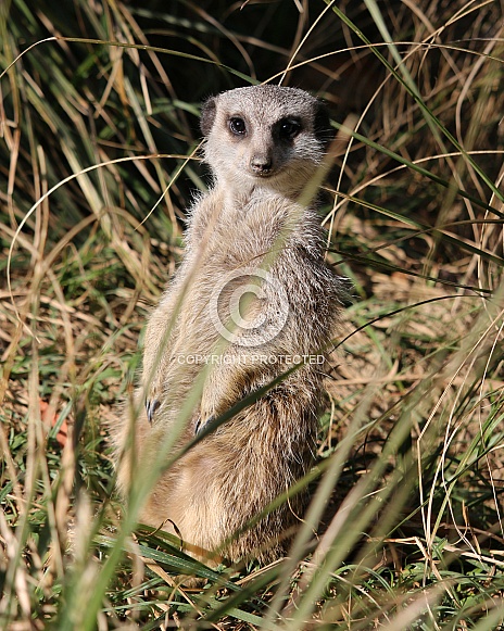 Meerkat