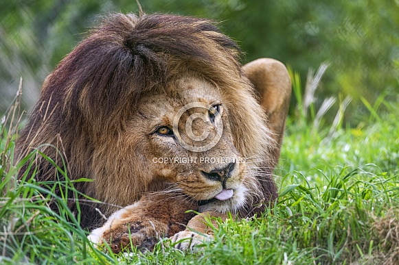 Lion showing tongue