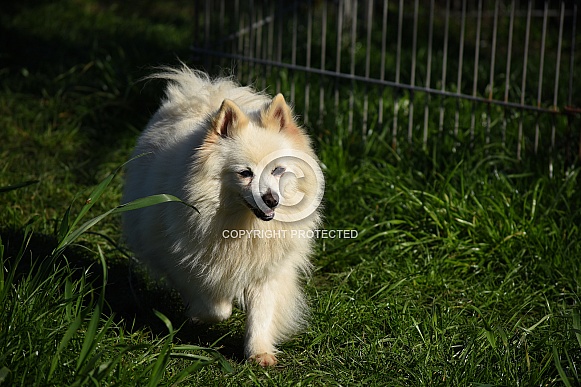 German Spitz Dog German Spitz Dog