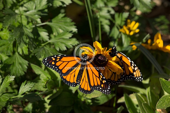 Monarch Butterflies Monarch Butterflies