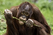 Bornean Orangutan Youngster