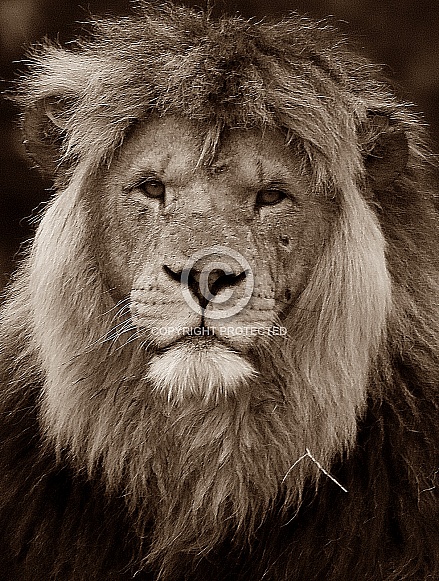 African Lion African Lion