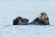Seaotter at Alaska