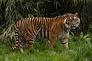 Sumatran Tiger Full Body Shot