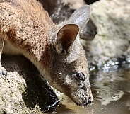 Wallaby drinking