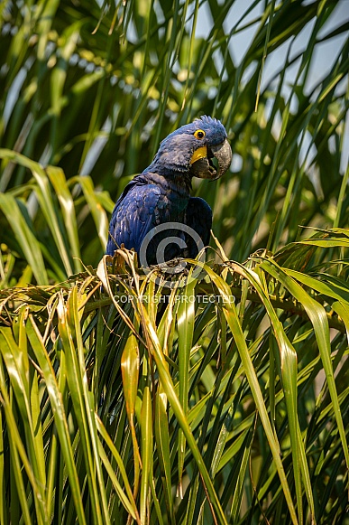 hyacinth macaw close up on a palm tree in the nature habitat