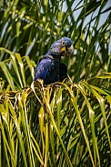 hyacinth macaw close up on a palm tree in the nature habitat