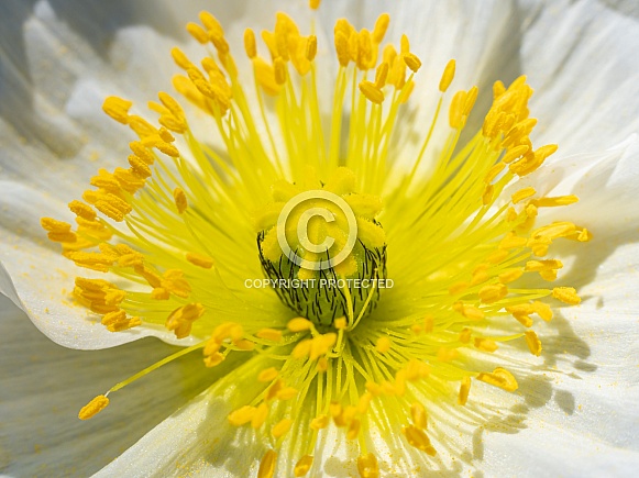 A White Macro Poppy in Alaska A White Macro Poppy in Alaska