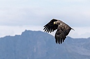 White tailed eagle or European Eagle