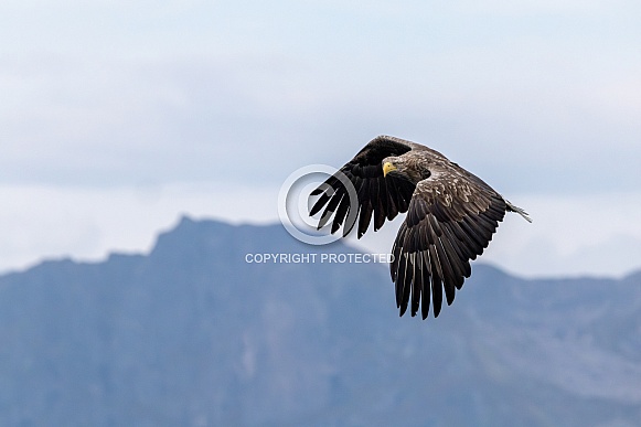 White tailed eagle or European Eagle