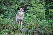 Tundra Wolf at Forest Edge
