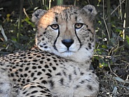 Cheetah closeup lounging
