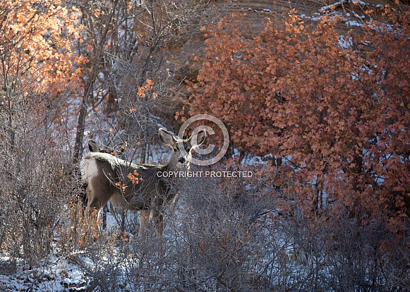 Odocoileus hemionus, mule deer