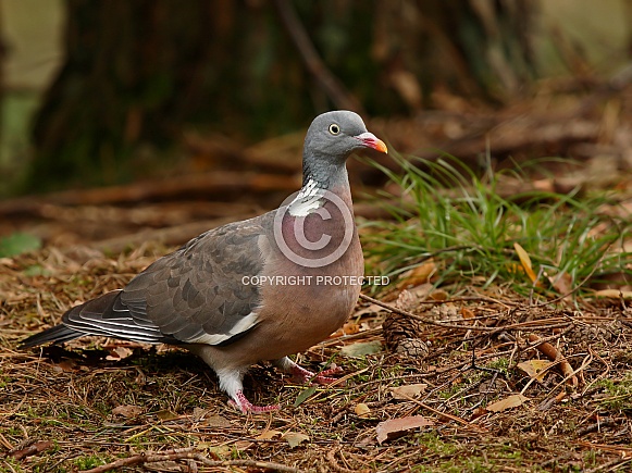 A wood pigeon