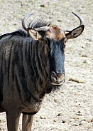 blue wildebeest (Connochaetes taurinus)