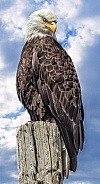 Bald Eagle-A Regal Perch