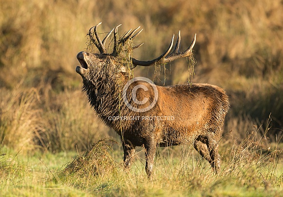 Red Deer