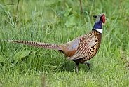 Pheasant