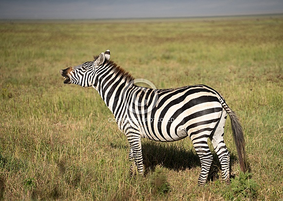 Zebra scenting for females making faces